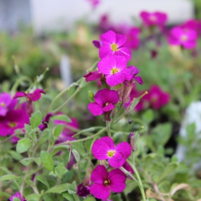 Aubrieta x cultorum Royal Red, Aubrietia, C11cm