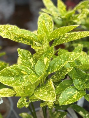 Aucuba japonica Variegata, Gulprickig Aukuba Honplanta