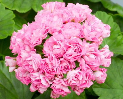 Rosenpelargon, kruka, Australian Pink Rambler