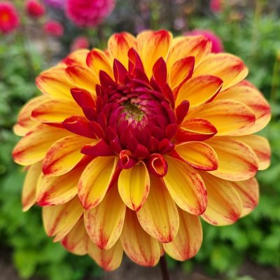 Dahlia Boll Autumn Pumpkin 1st