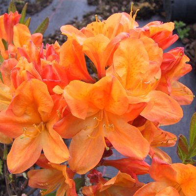 Rhododendron mollis Hortulanus H. Witte