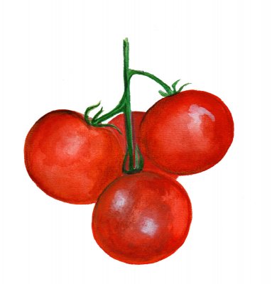 Tomat Tamina