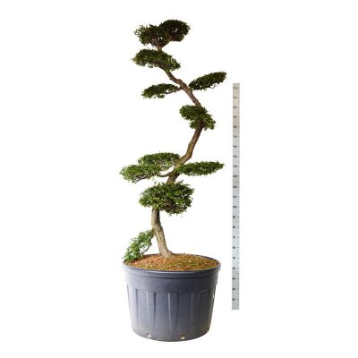 Nothofagus antarctica