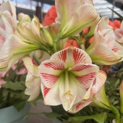 Amaryllis Caramba ®
