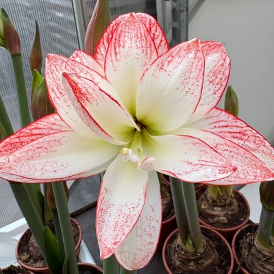 Hippeastrum Tika Star ®
