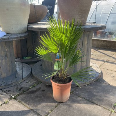 Chamaerops humilis