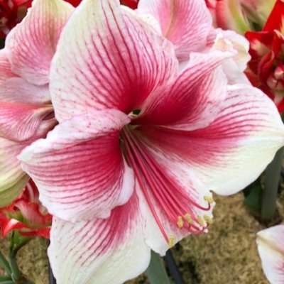 Amaryllis Pink Beauty ®