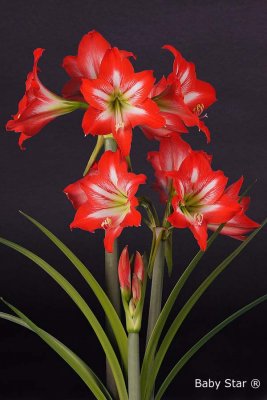 Amaryllis Baby Star