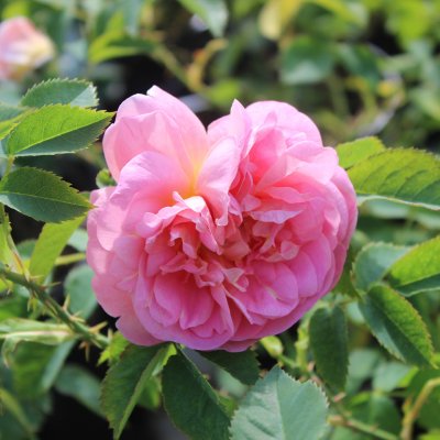 Balsgård Anna, Buskros, C4