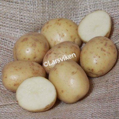 Sättpotatis, 'Bambino', 1 kg, Ekologisk