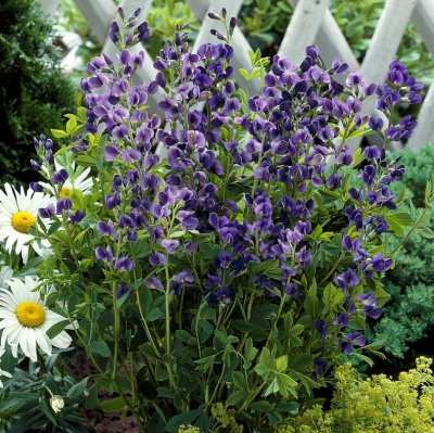 Baptisia australis, Färgväppling