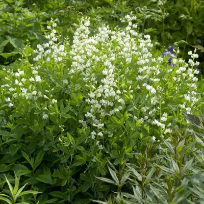 Baptisia australis Alba, Färgväppling, P9cm