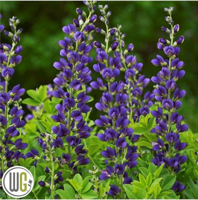 Baptisia hybr. Sparkling Sapphires ®, Färgväppling, C5