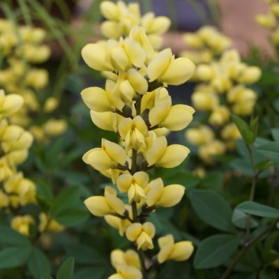 Baptisia x sulphurea Lemon Meringue, Svavelfärgväppling, P9cm
