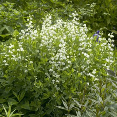 Baptisia pendula Alba, Färgväppling