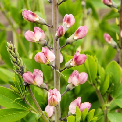 Baptisia hybr. Pink Truffles ®, Färgväppling, P9cm