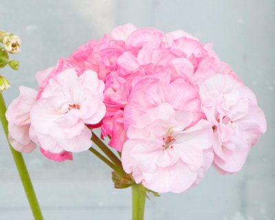 Pelargon, kruka, Barbara Hines