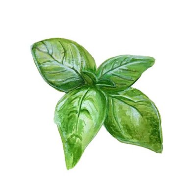 Basilika, Storbladig, Genovese