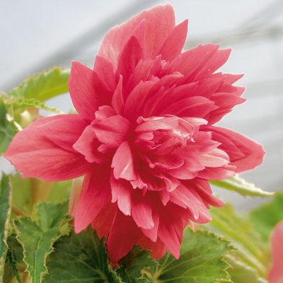 Begonia Belleconia ™ Rose, stickling 3-pack