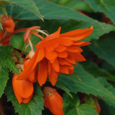 Begonia Belleconia ™ Hot Orange, stickling 3-pack