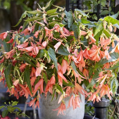 Begonia boliviensis Santa Francisco ® 1st