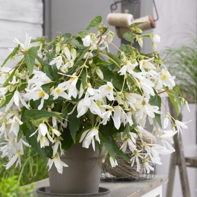 Begonia boliviensis Santa Barbara 1st