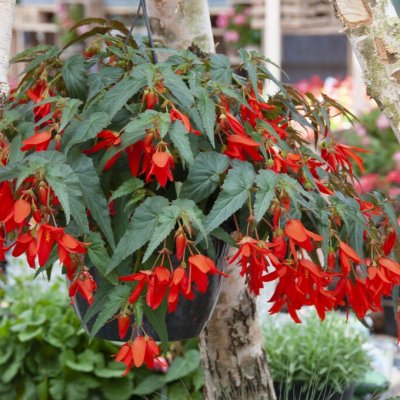 Begonia boliviensis Santa Cruz ® 1st