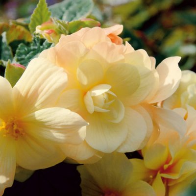 Begonia Belleconia ™ Chardonnay, stickling 3-pack