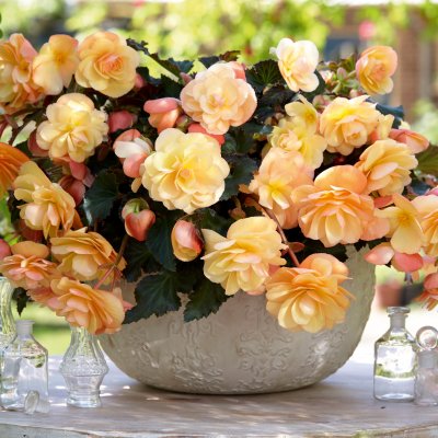 Begonia Fragrant Falls ® Peach, stickling
