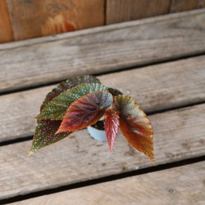 Begonia maculata Pink Spot