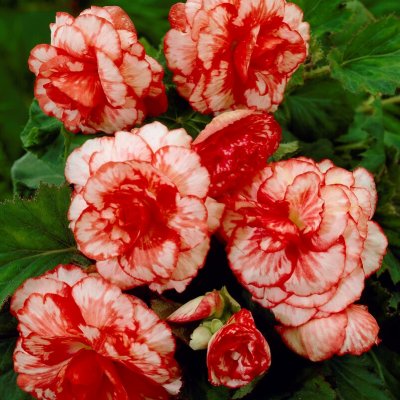 Knölbegonia Marmorata 2st
