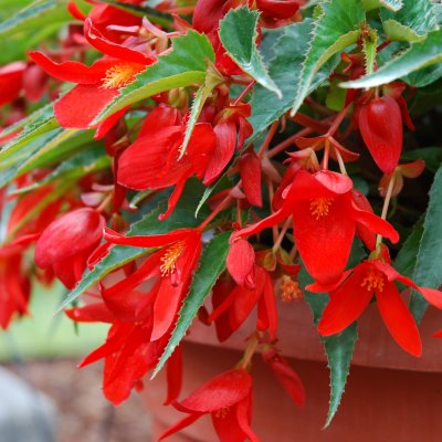 Begonia Summerwings ® Deep Red, stickling