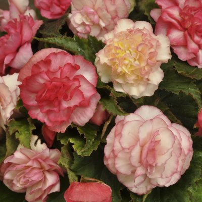 Begonia Wummi Marmorata 2st