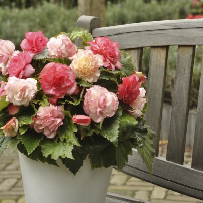 Begonia Wummi Marmorata 2st