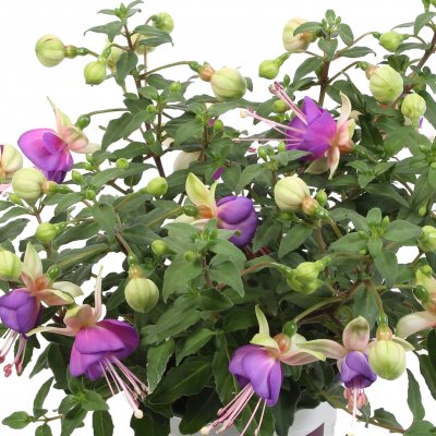 Hängfuchsia, Bella Diana ® 2-pack