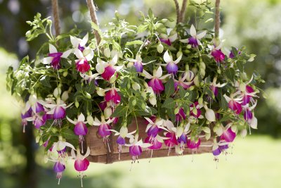Hängfuchsia, Bella Nora ® 2-pack