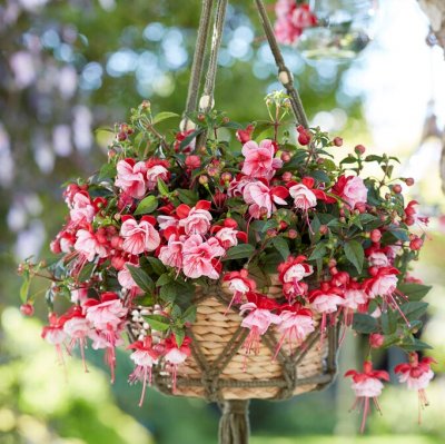 Hängfuchsia, Bella Laura ® 3-pack