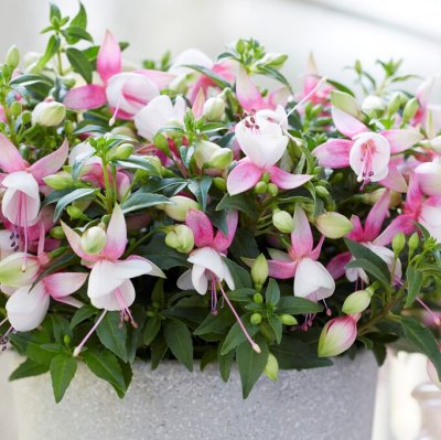 Fuchsia Upprätt, Bella Lisa ® 3-pack