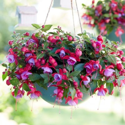 Hängfuchsia, Bella Lydia ® 3-pack