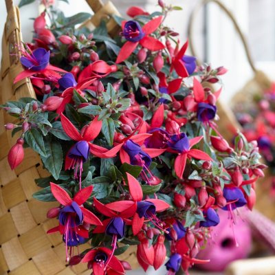 Hängfuchsia, Bella Sacha ® 3-pack