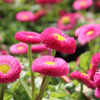 Bellis perennis Rosa, Tusensköna, P9cm