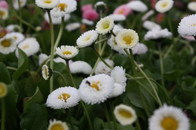 Bellis perennis Vit, Tusensköna, P9cm