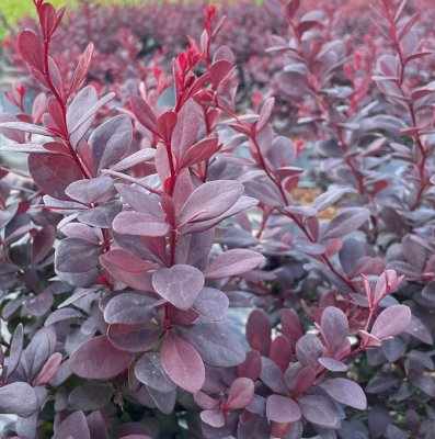Berberis thunbergii Concorde, Dvärgberberis