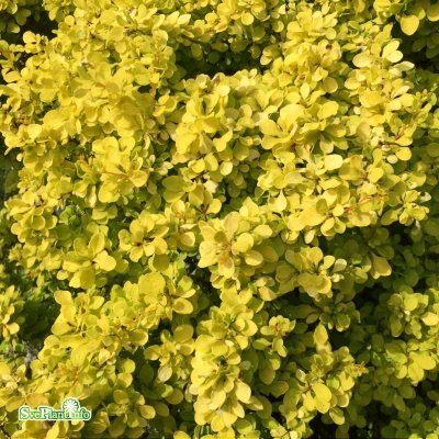 Berberis thunbergii Bonanza Gold ® (Bogozam ®), Berberis, 20-25 C2