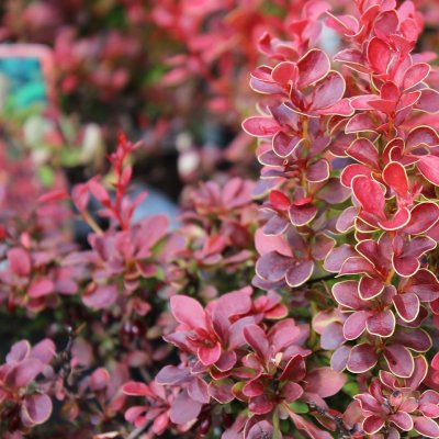 Berberis thunbergii Admiration, Häckberberis, C2