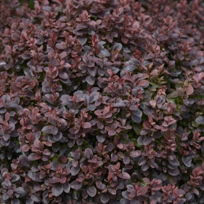 Berberis thunbergii Concorde, Dvärgberberis