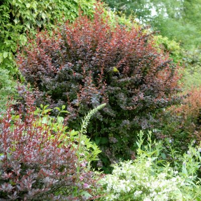 Berberis thunbergii Dart´s Purple, Häckberberis, 30-40 C2,5