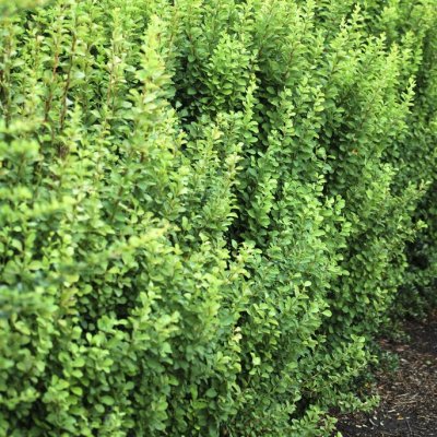 Berberis thunbergii Erecta, Pelarberberis