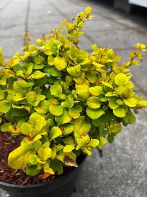 Berberis thunbergii Goldalita