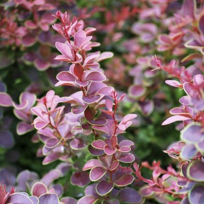 Berberis thunbergii Golden Ring, Japansk Berberis